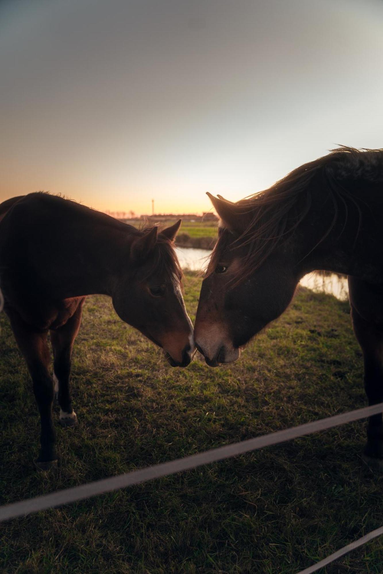 Agriturismo Valle Ca' Del Lovo Carlino エクステリア 写真